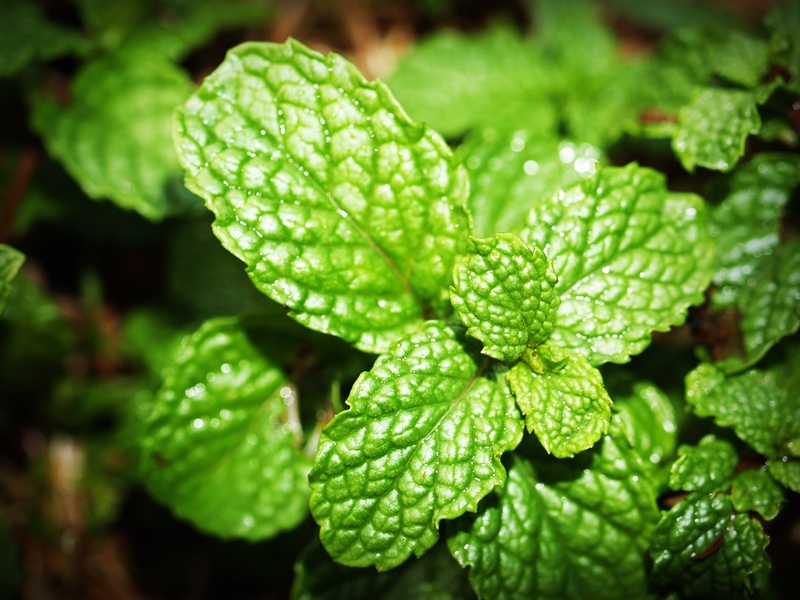 menthe LPV