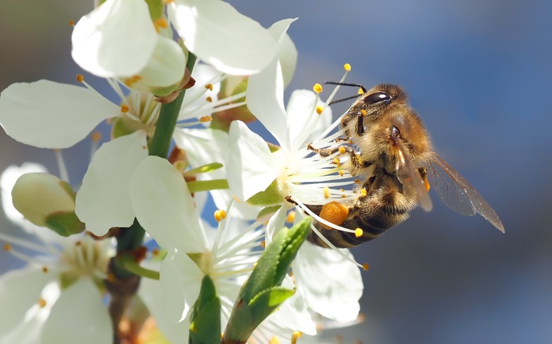 bee