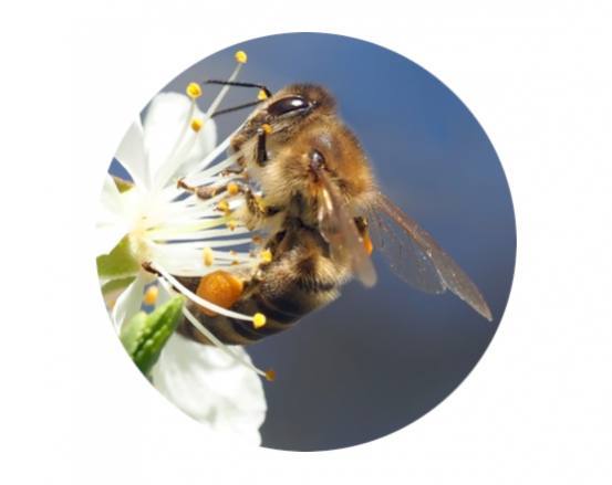 Participez à la journée mondiale des abeilles, avec la gamme Protect