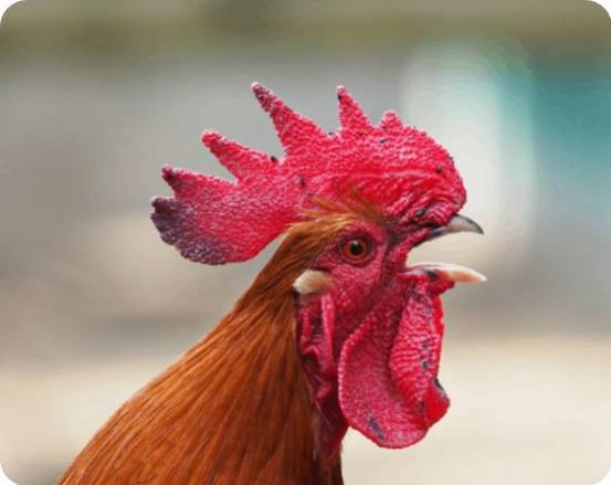 Nouvelles recettes exotiques du Coq qui vape