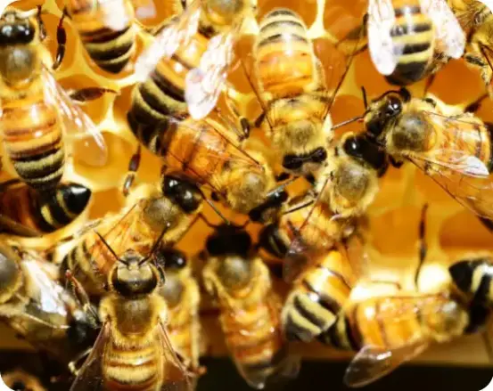 Protect se lance dans le Classic avec Le Grand Role des Abeilles